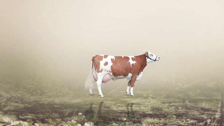 Кожа принт коровы