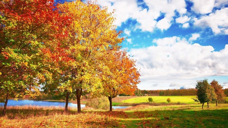 Природа листья