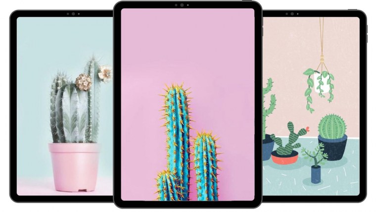 Кактус Минимализм