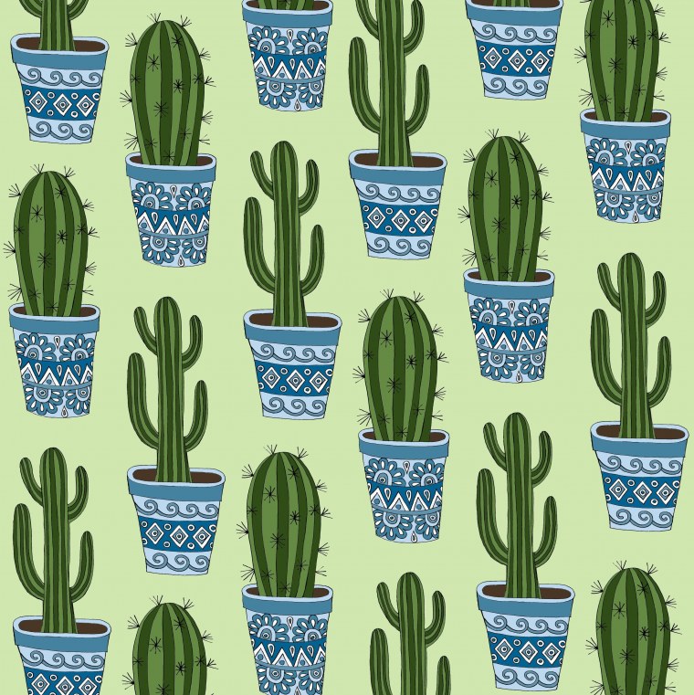 Кактус на белом фоне