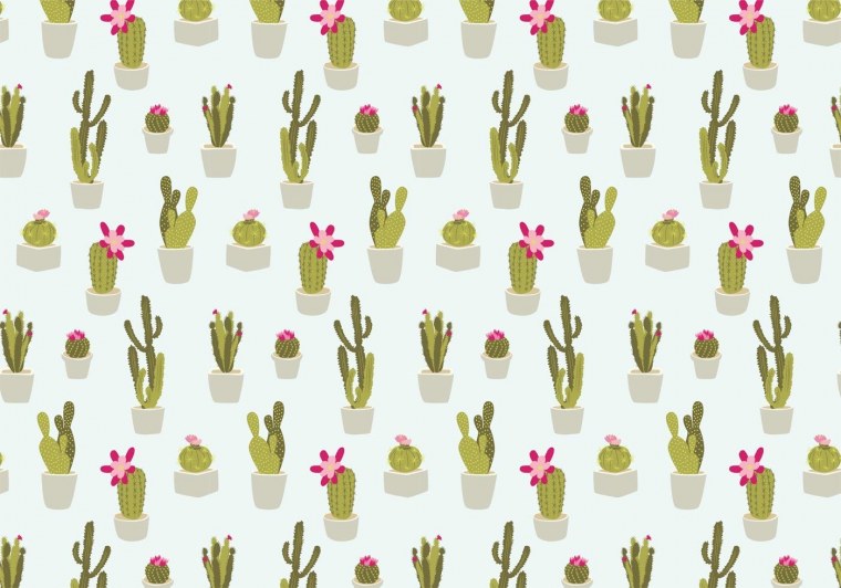Обои с кактусами