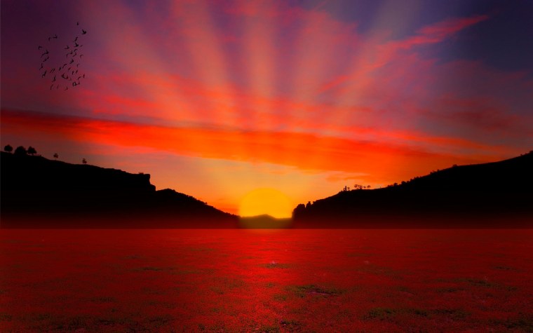 Розовые пальмы