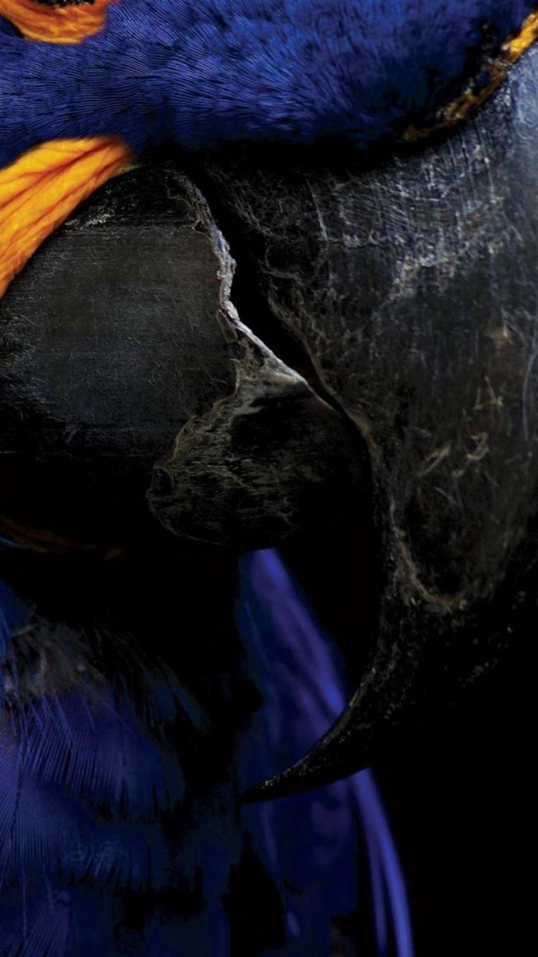 Обои с вырезом под камеру