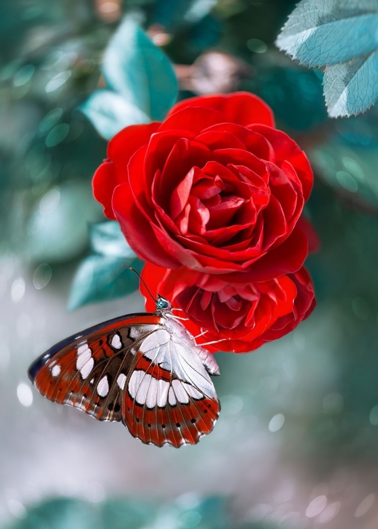 3 Божьи коровки Ромашка