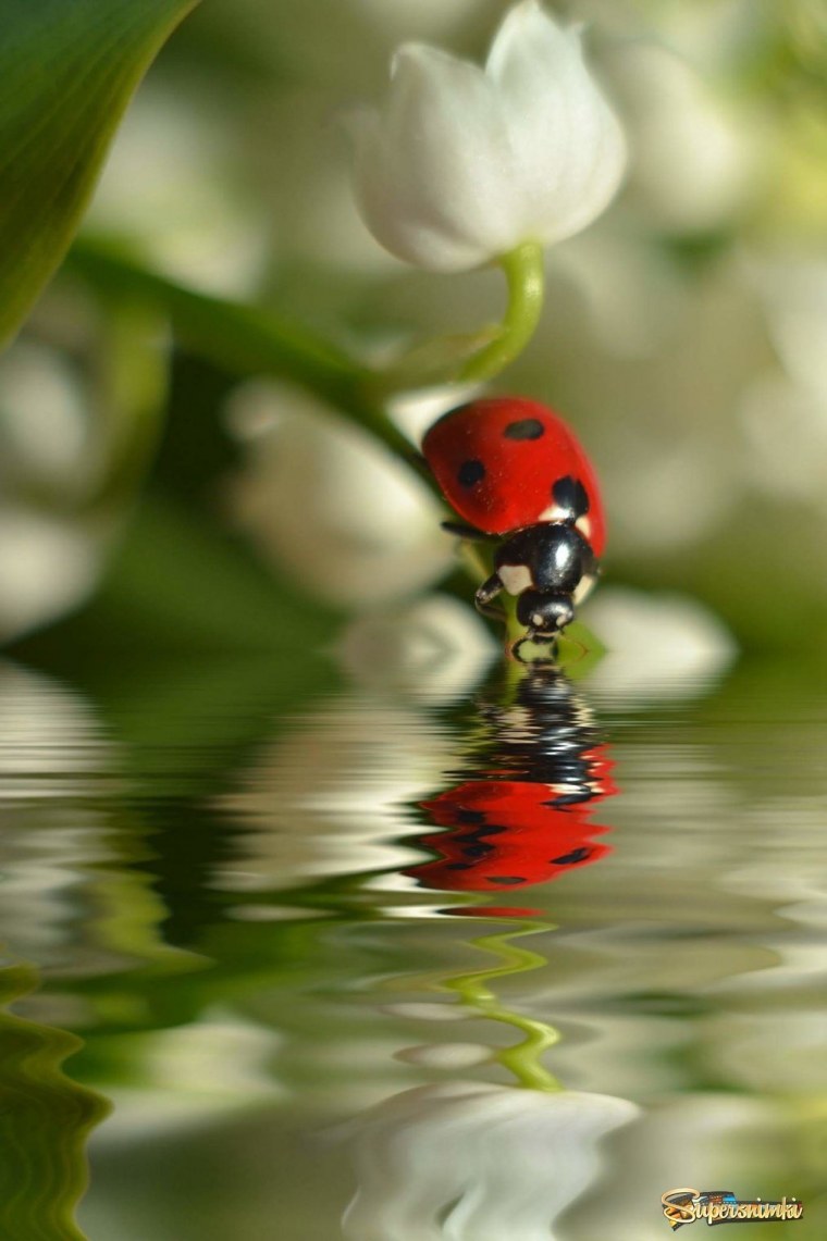 Девушка радость счастье