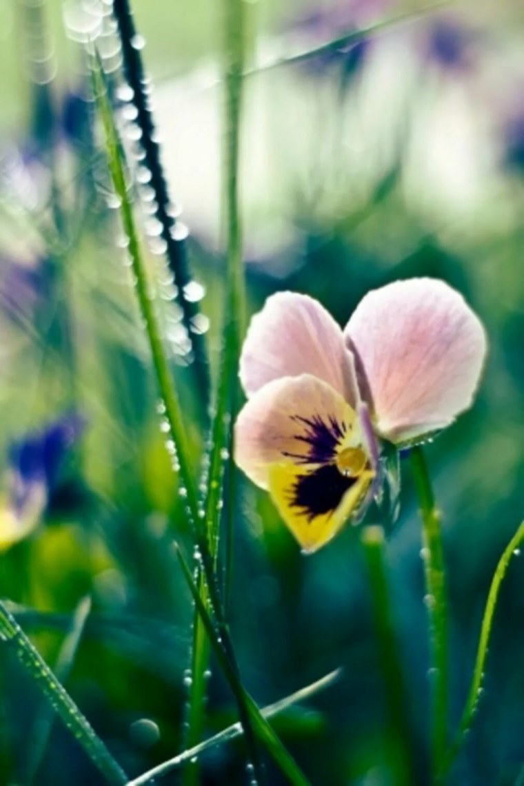 Красивые бабочки в природе