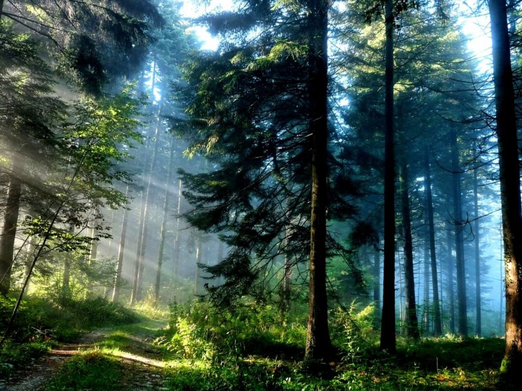 Лес панорама