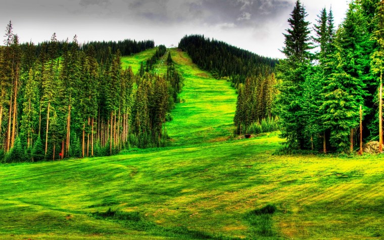 Красивый мост в лесу