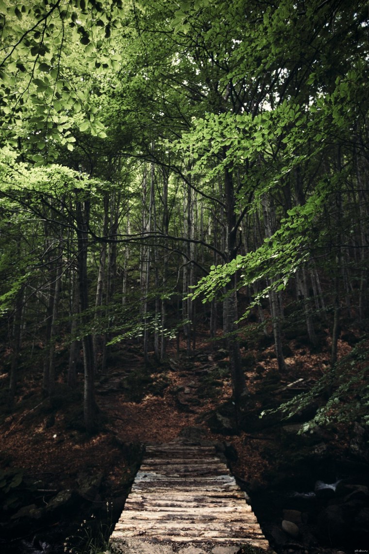 Грин бамбук