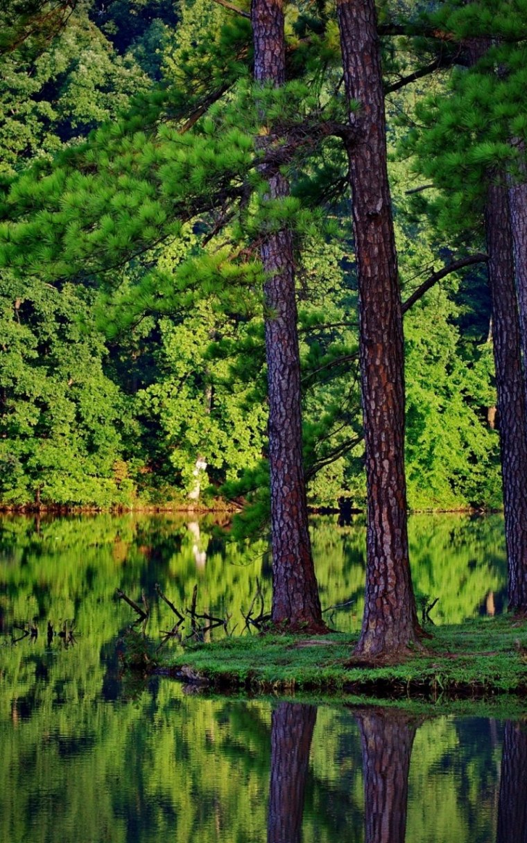 Тёмно зелёный лес