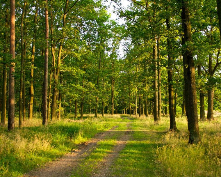 Красивый еловый лес