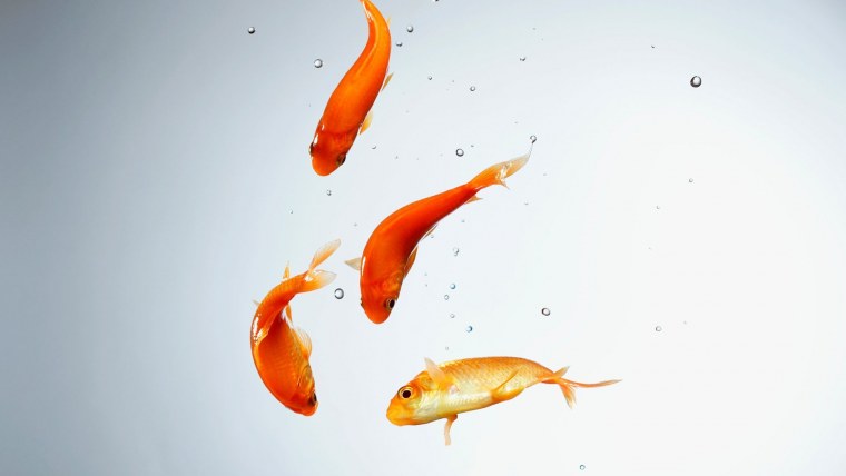 Рыбки принт обои