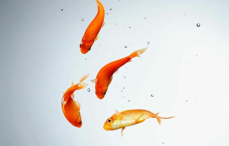 Настенная живопись рыбы