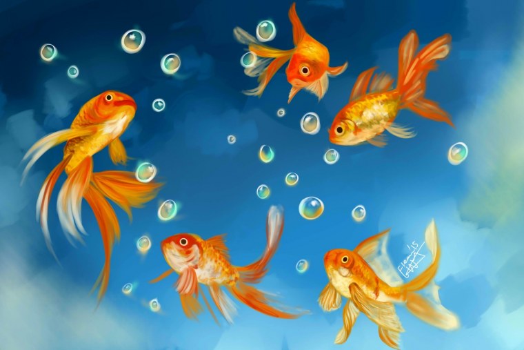 Карп кои референс