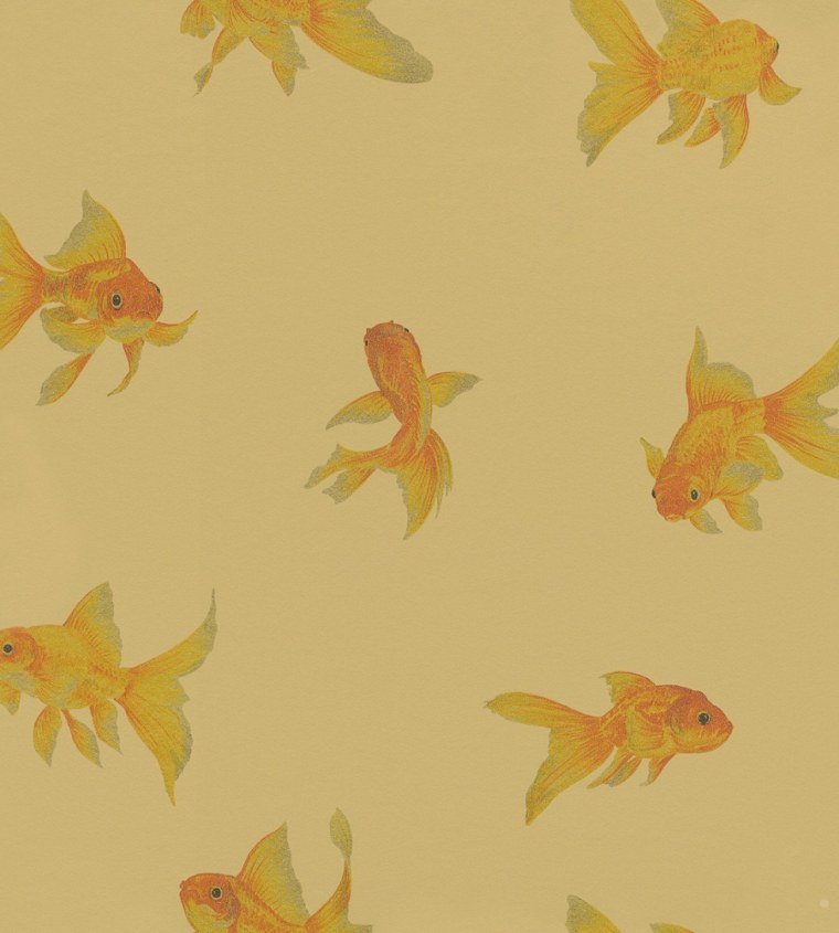 Барбус вуалехвост