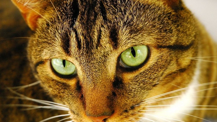 Кошка мультик