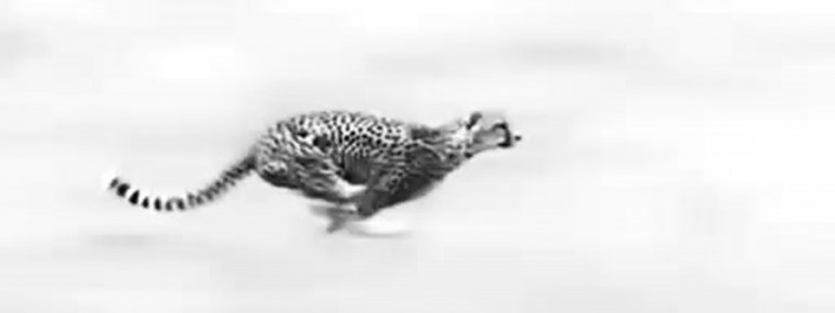 Неоновые животные