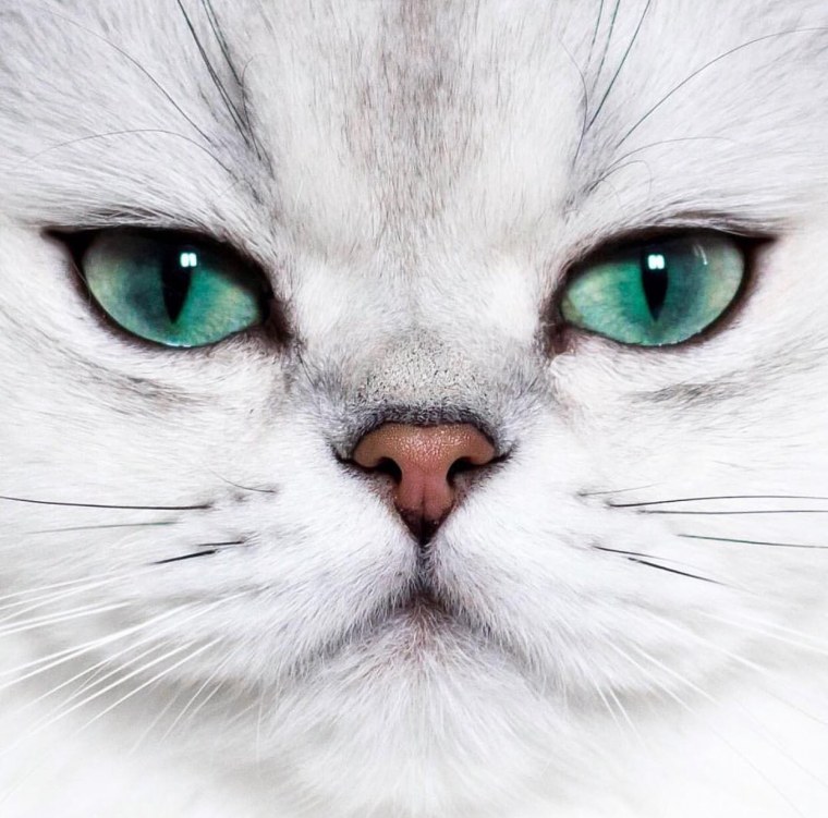 Шиншилла Пойнт Коби