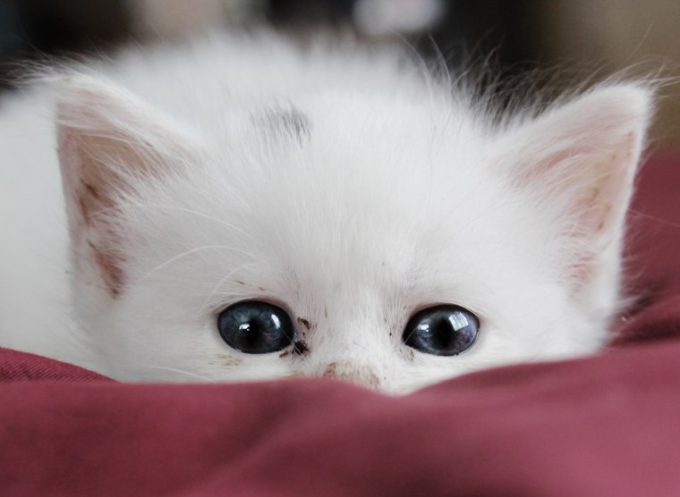 Белый кот на снегу