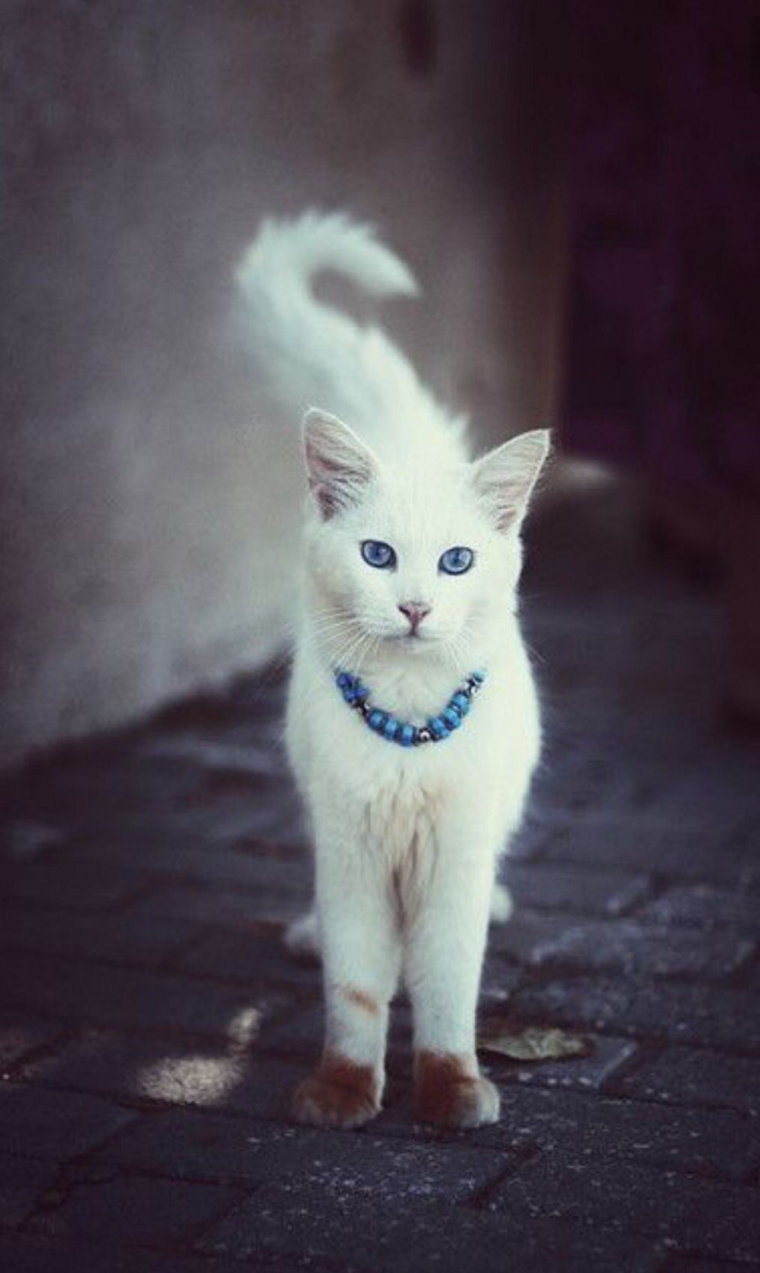 Красивые кошки на аву