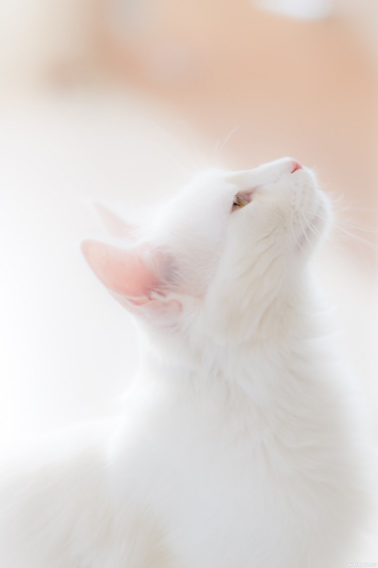 Белая кошка с зелеными глазами