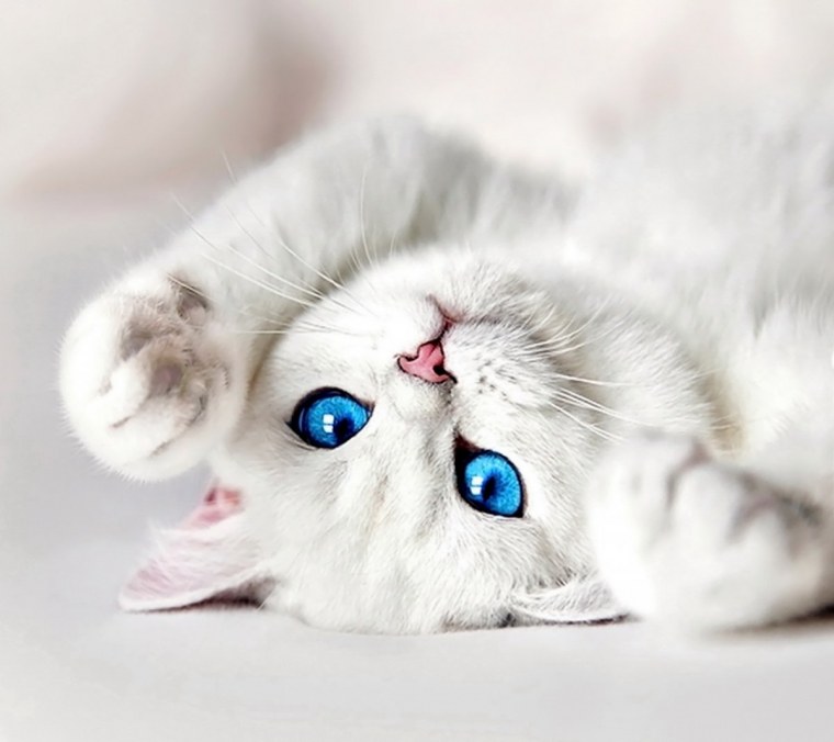 Белая Британская шиншилла Коби