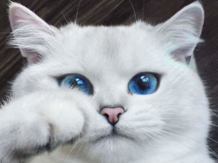 Голубоглазый Коби