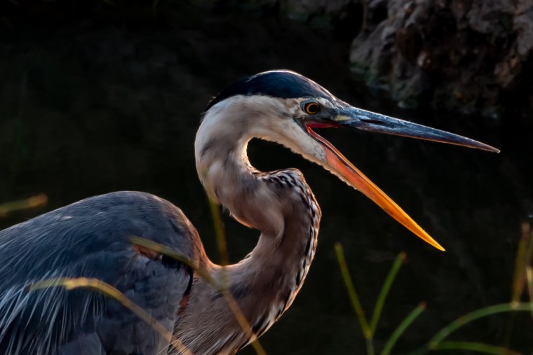 Аист на рабочий стол