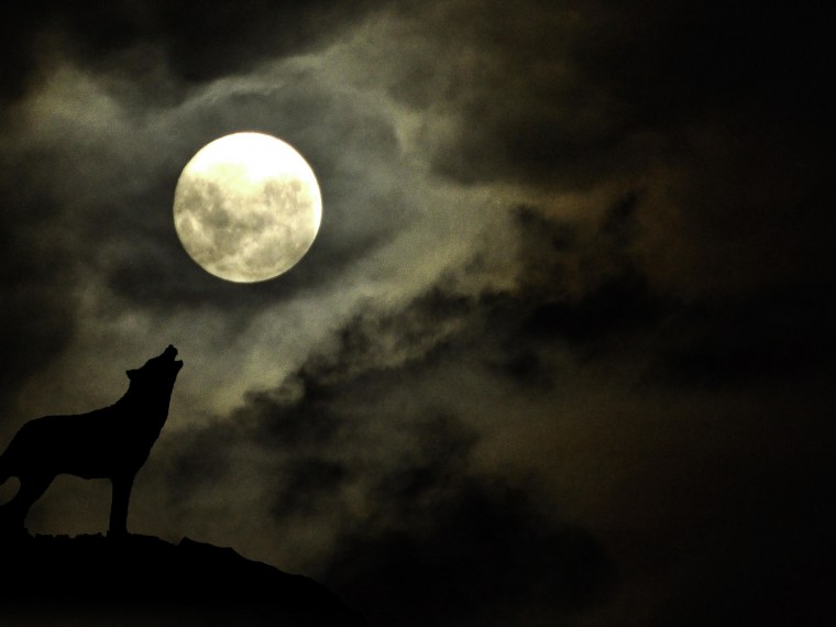 Волк на фоне Луны
