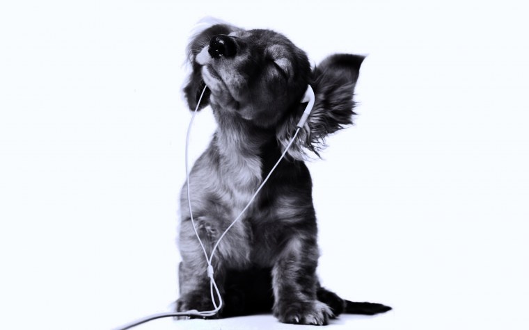 Йоркширский терьер в майке