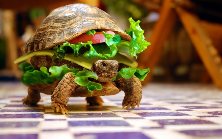 Фотообои прикольные