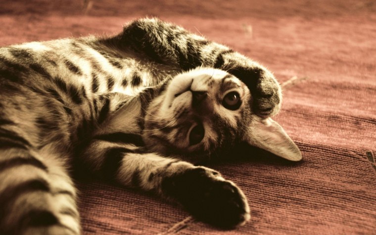 Миньоны Орландо