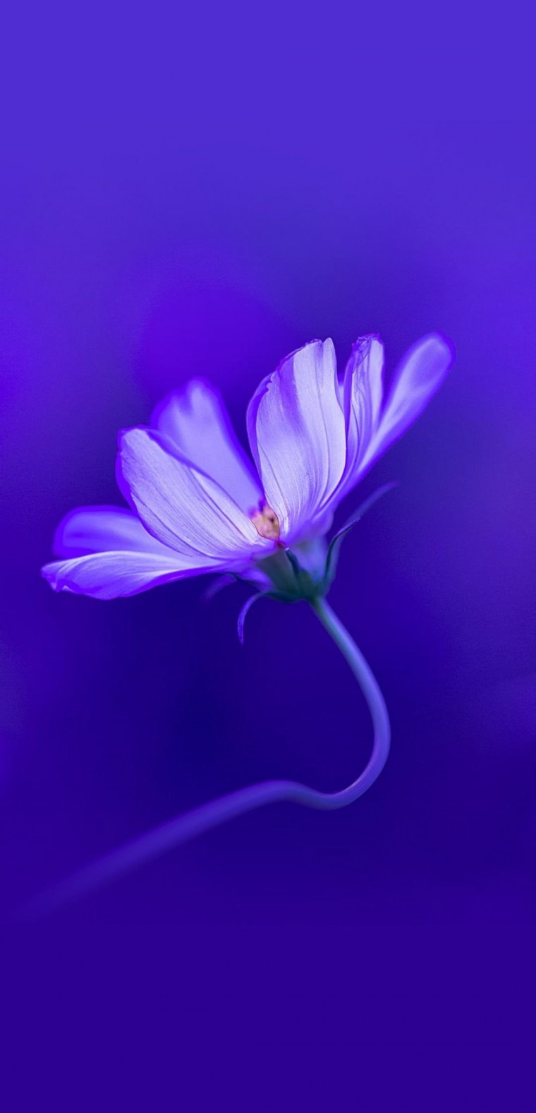 Темы для EMUI 10 Honor