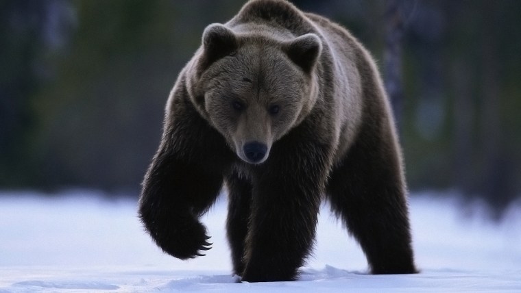 Бурый медведь ДНД