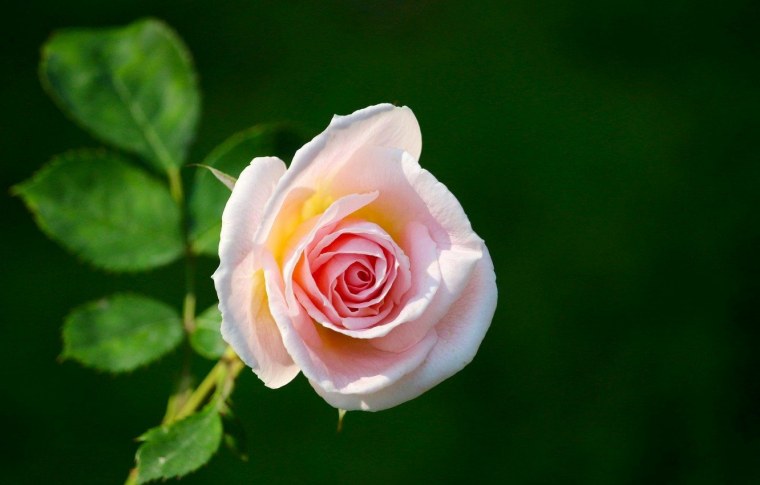 Розы розовые с зеленым