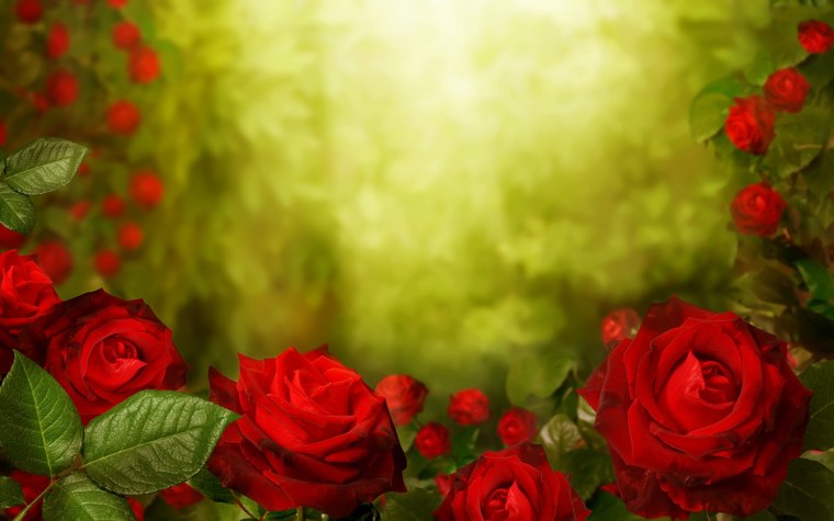 Роза на зеленом фоне для фотошопа