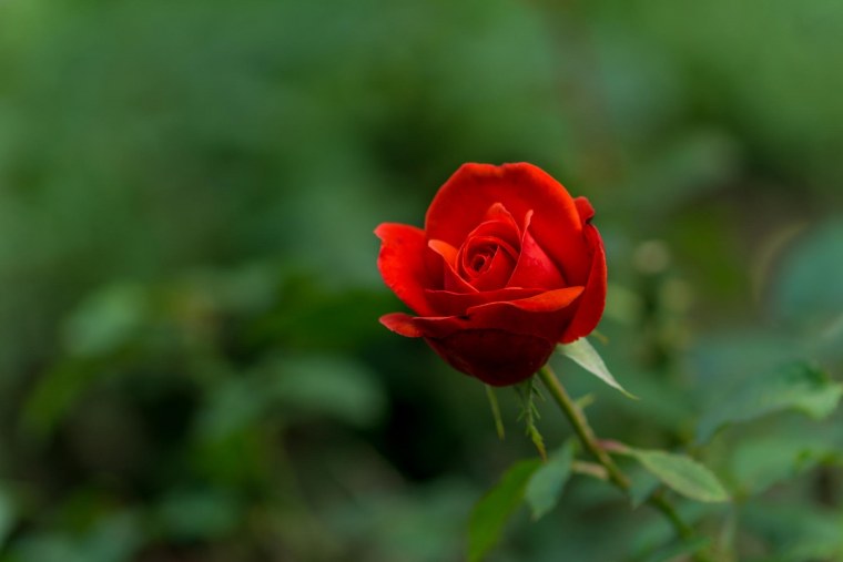 Темно зеленые цветы