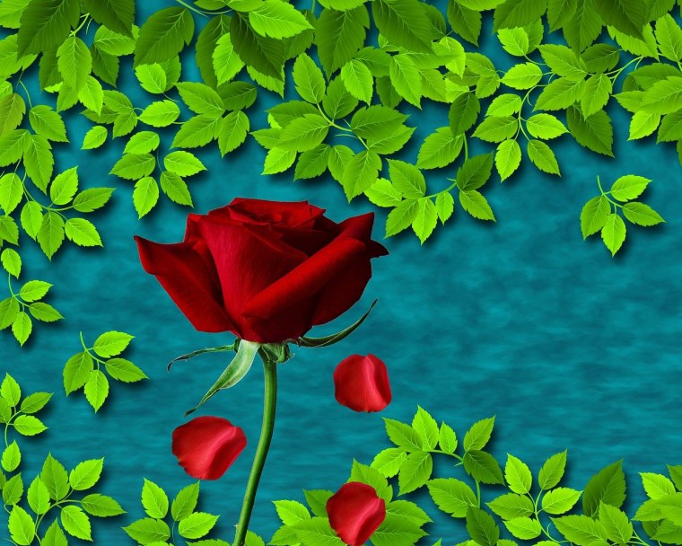 Желтая роза на белом фоне