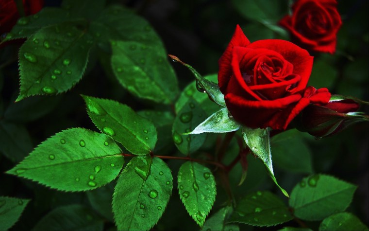 Красные розы в природе