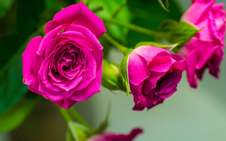 Роза Йеллоу буттон