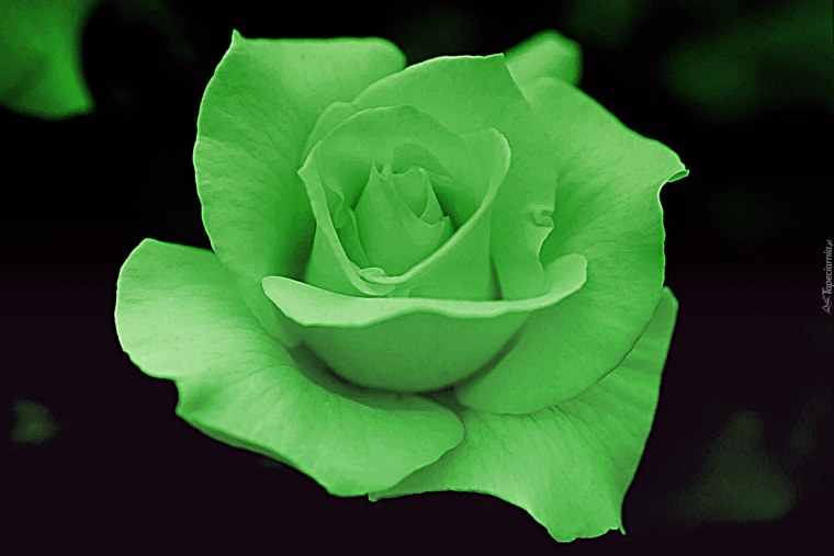 Роза алая бутон