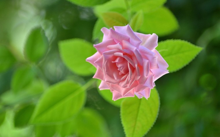 Красные розы на зеленом фоне