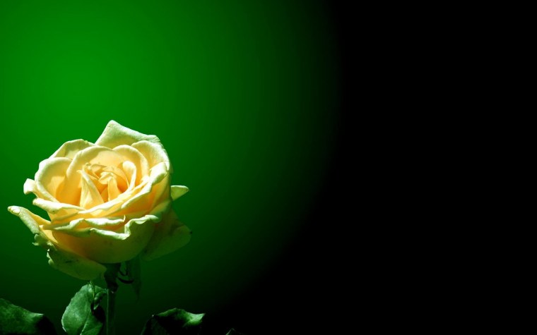 Розы на белом фоне