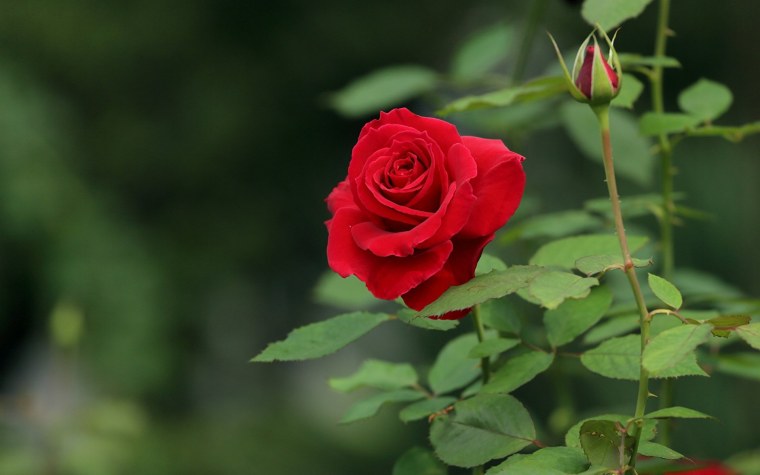 Красная Камелия