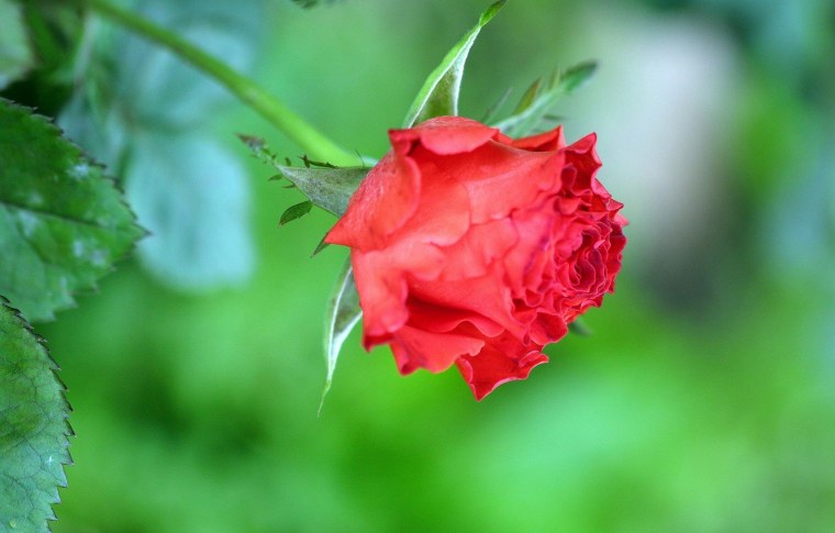 Крупные кремовые розы