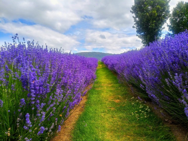 Цветы сирень Лаванда