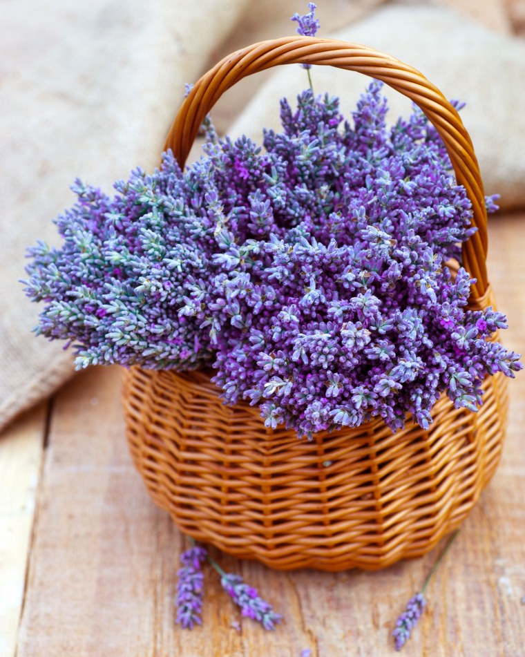 Лаванда цветок