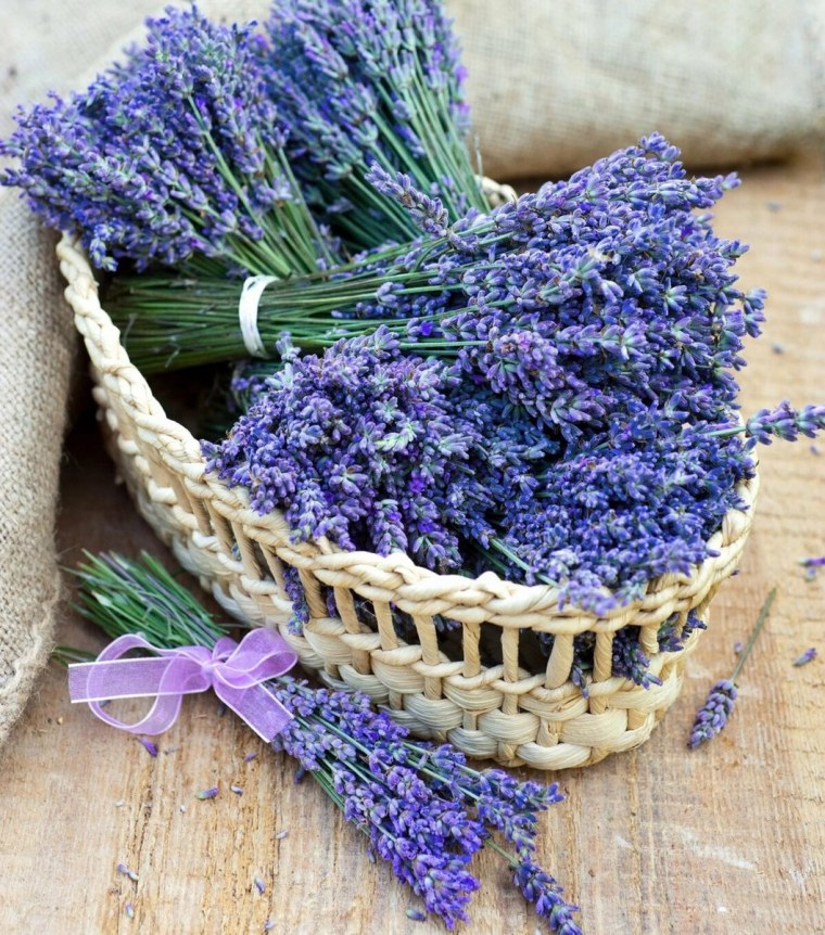 Лавандовые поля в Краснодарском крае