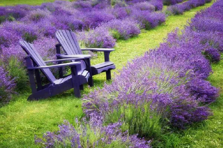 Фон на день учителя с лавандой