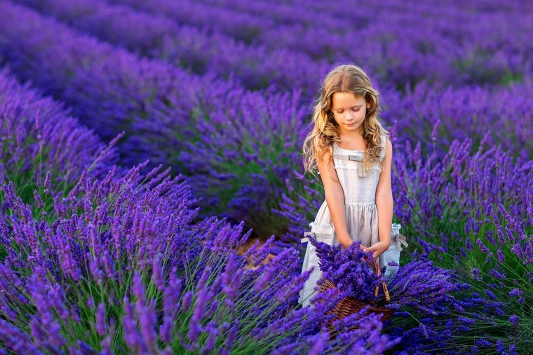 : «Лавандовый Прованс» от Оланты